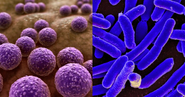 Diferença entre vírus e bactérias: Um guia completo para entender as particularidades