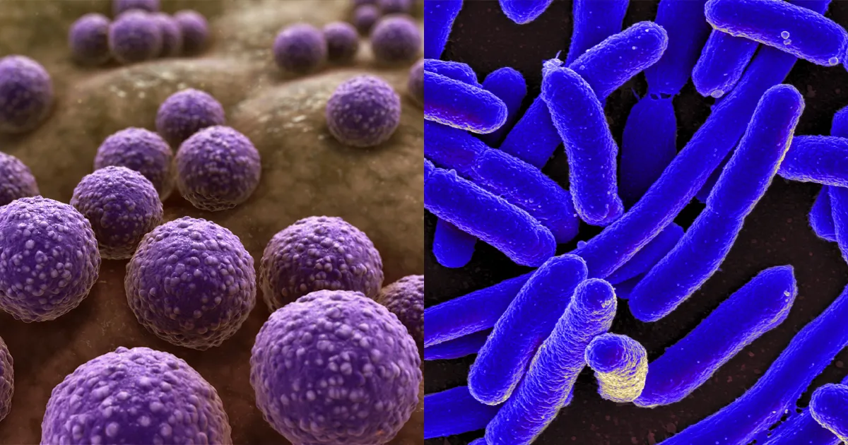 Diferença entre vírus e bactérias: Um guia completo para entender as particularidades